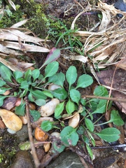 Packera obovata