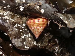 Calliostoma zizyphinum