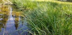 Carex vesicaria