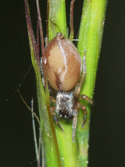 Porrhoclubiona leucaspis