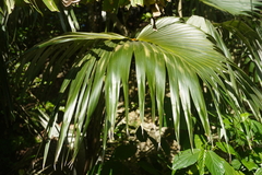 Coccothrinax barbadensis