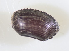Ectobius sylvestris