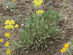 Eriogonum flavum