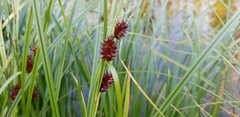 Carex vesicaria