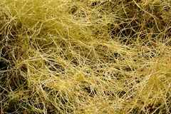 Cuscuta planiflora