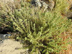 Origanum onites