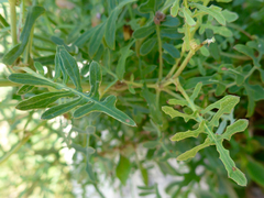 Diplotaxis tenuifolia
