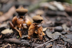Geastrum fornicatum