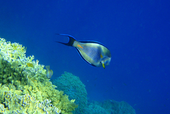 Acanthurus sohal