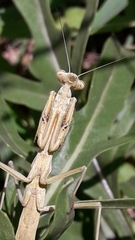 Coptopteryx gayi
