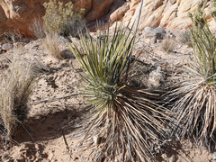 Yucca utahensis