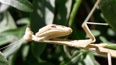 Coptopteryx gayi