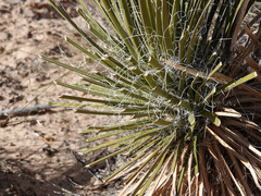 Yucca utahensis