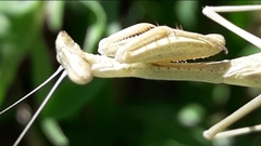 Coptopteryx gayi