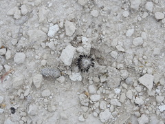 Montagnea arenaria