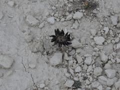 Montagnea arenaria