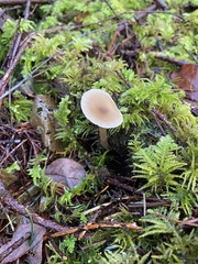 Entolomataceae