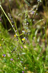 Monnina linearifolia