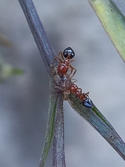 Crematogaster contemta