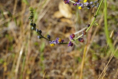 Monnina linearifolia