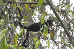 Alouatta palliata