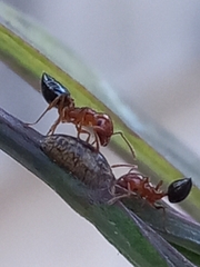 Crematogaster contemta