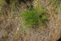 Monnina linearifolia