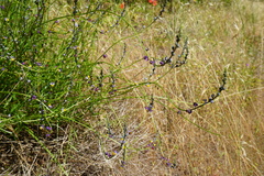Monnina linearifolia