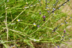 Monnina linearifolia