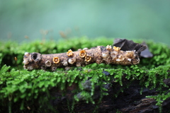 Sphaerobolus stellatus