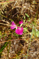 Clarkia tenella
