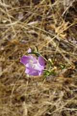 Clarkia tenella