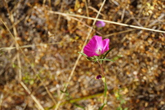 Clarkia tenella