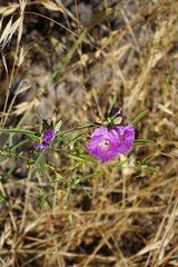 Clarkia tenella