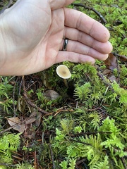 Entolomataceae