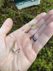 Entolomataceae