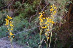 Chloraea chrysantha