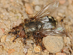 Tetramorium caespitum