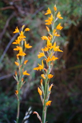 Chloraea chrysantha