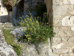 Diplotaxis tenuifolia