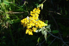 Acrisione denticulata