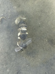 Diopatra dentata