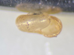 Punctum pygmaeum