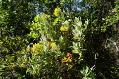 Acrisione denticulata