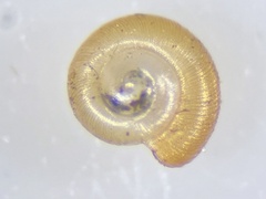 Punctum pygmaeum
