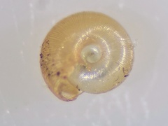 Punctum pygmaeum