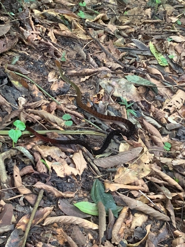 Red-headed Forest Racer