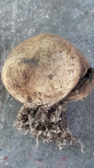Scleroderma bovista