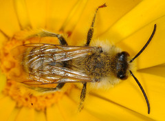 Dasypoda