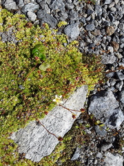 Saxifraga bryoides